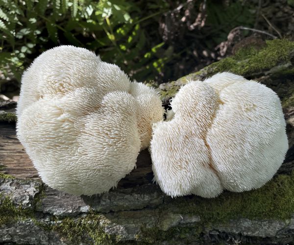 Huba Hericium